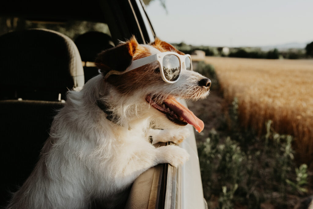 運転する犬